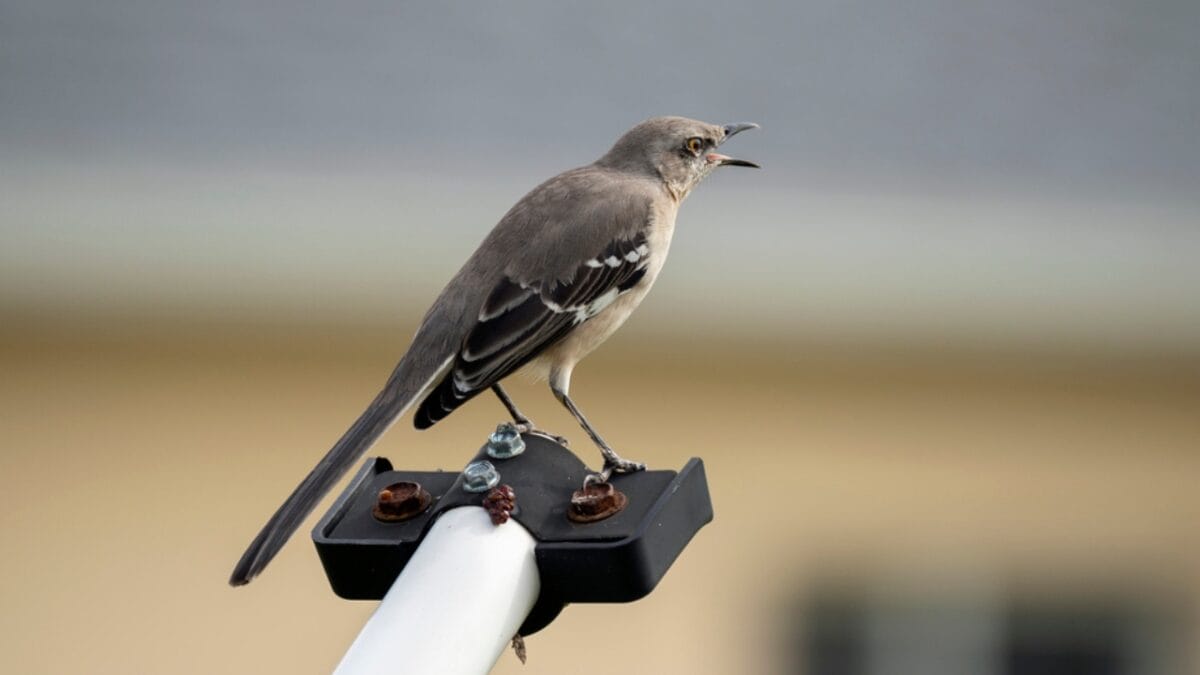 15 Talents of Mockingbirds - Nature's Cover Artists 3 15 Talents of Mockingbirds - Nature's Cover Artists - northern mockingbird voice dp638606260