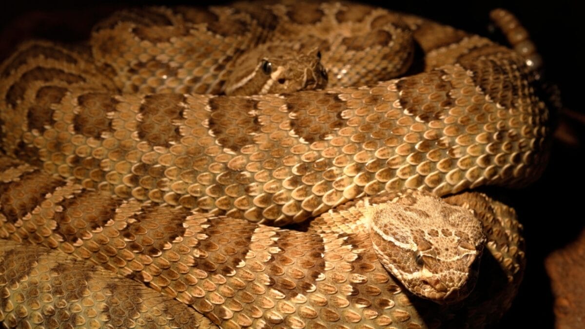 30 Rattlesnake Species from Around the Globe: Majority in U.S. 20 30 Rattlesnake Species from Around the Globe: Majority in U.S. - northwestern neotropical rattlesnake dp254038640