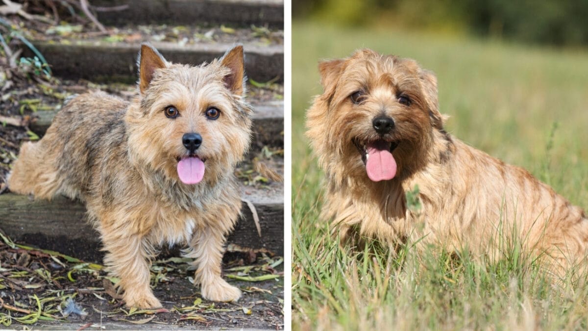 10 Pairs of Dog Breeds That Almost Look Identical 3 10 Pairs of Dog Breeds That Almost Look Identical - norwich and norfolk ss543728686121345105