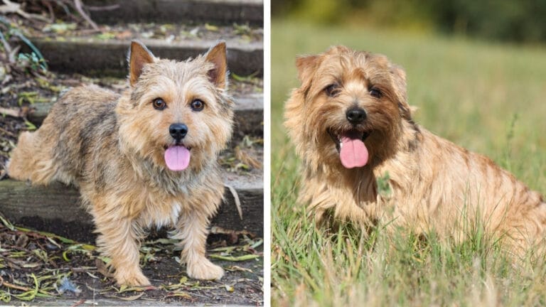 Norfolk & Norwich Terriers are More Different Than You Think - norwich and norfolk ss543728686121345105