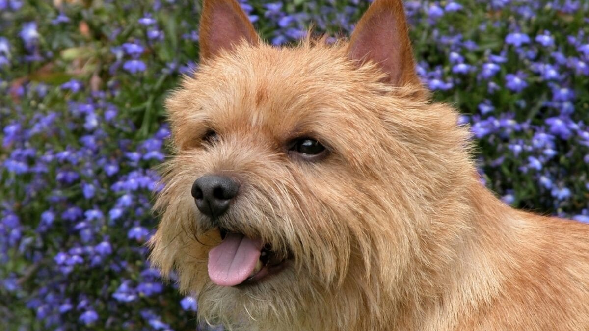 9 Facts About Norwich Terriers, the Rat-Catching Heroes of the 1800s 4 9 Facts About Norwich Terriers, the Rat-Catching Heroes of the 1800s - norwich terrier dog closeup flowers ss2090253646