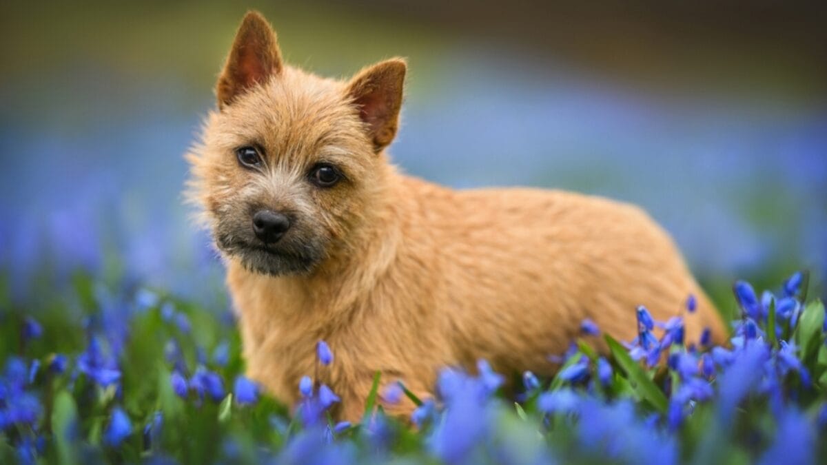 9 Facts About Norwich Terriers, the Rat-Catching Heroes of the 1800s 3 9 Facts About Norwich Terriers, the Rat-Catching Heroes of the 1800s - norwich terrier dog flowers ss2291694579