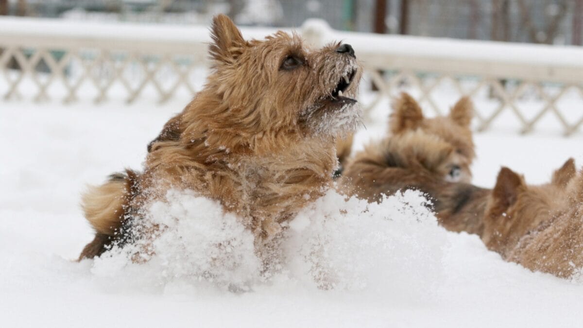 9 Facts About Norwich Terriers, the Rat-Catching Heroes of the 1800s 8 9 Facts About Norwich Terriers, the Rat-Catching Heroes of the 1800s - norwich terrier dog playing snow ss598595261