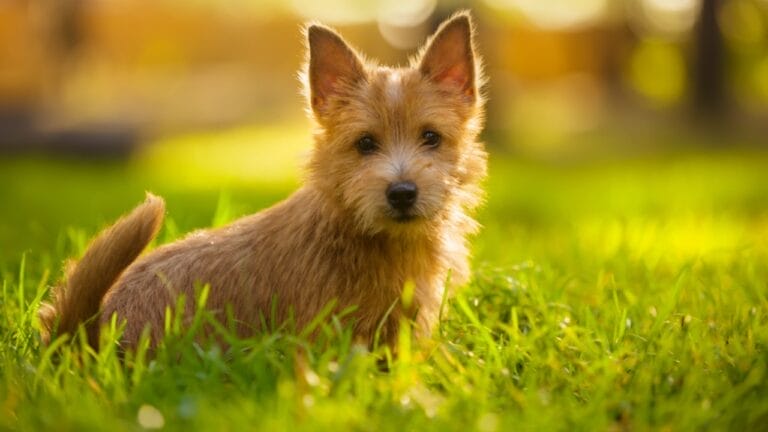 9 Facts About Norwich Terriers, the Rat-Catching Heroes of the 1800s 7 9 Facts About Norwich Terriers, the Rat-Catching Heroes of the 1800s - norwich terrier dog sitting grass ss495263830