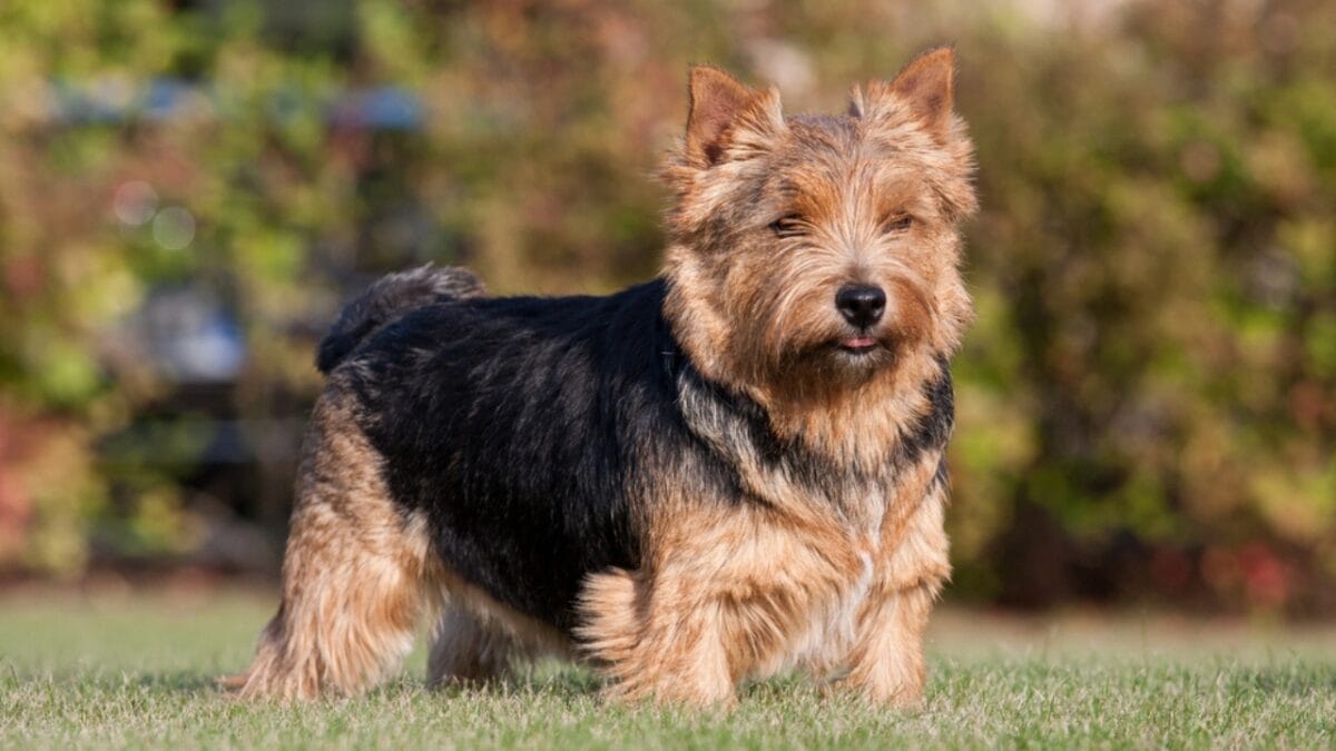 9 Facts About Norwich Terriers, the Rat-Catching Heroes of the 1800s 6 9 Facts About Norwich Terriers, the Rat-Catching Heroes of the 1800s - norwich terrier dog standing grass ss119453233