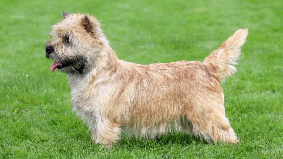9 Facts About Norwich Terriers, the Rat-Catching Heroes of the 1800s 7 9 Facts About Norwich Terriers, the Rat-Catching Heroes of the 1800s - norwich terrier dog standing side ss415335124