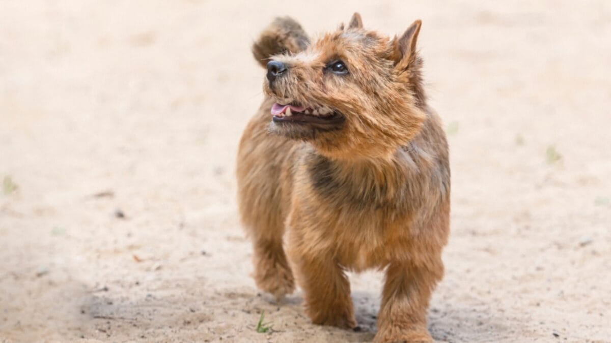 9 Facts About Norwich Terriers, the Rat-Catching Heroes of the 1800s 10 9 Facts About Norwich Terriers, the Rat-Catching Heroes of the 1800s - norwich terrier dog walking sand ss2433590819