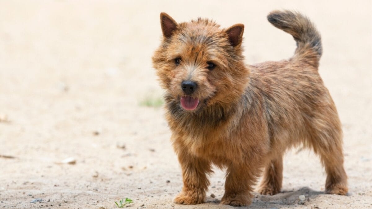 31 Endangered Dog Breeds at Risk of Disappearing 22 31 Endangered Dog Breeds at Risk of Disappearing - norwich terrier ss2319957385
