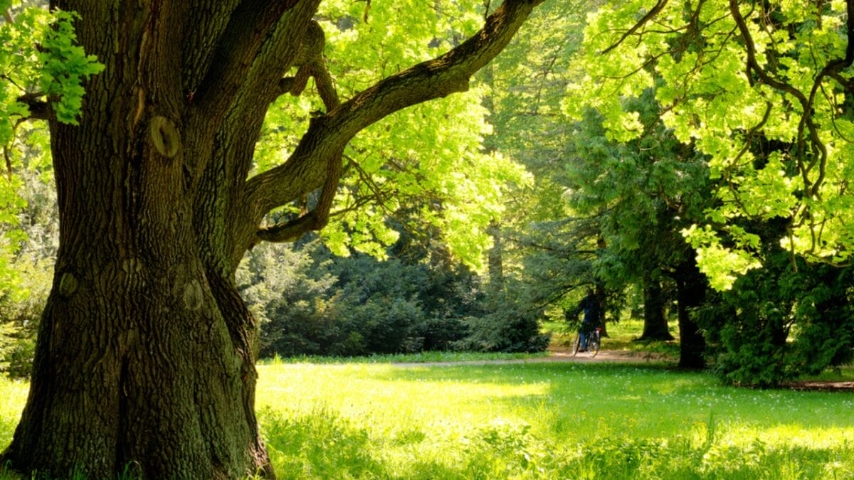 14 Signs in Nature That Predict a Harsh Winter Ahead - oak tree dp11429088