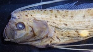 The 'Doomsday Fish' and its Eerie Connection to Natural Disasters 1 The 'Doomsday Fish' and its Eerie Connection to Natural Disasters - oarfish ss2123465150