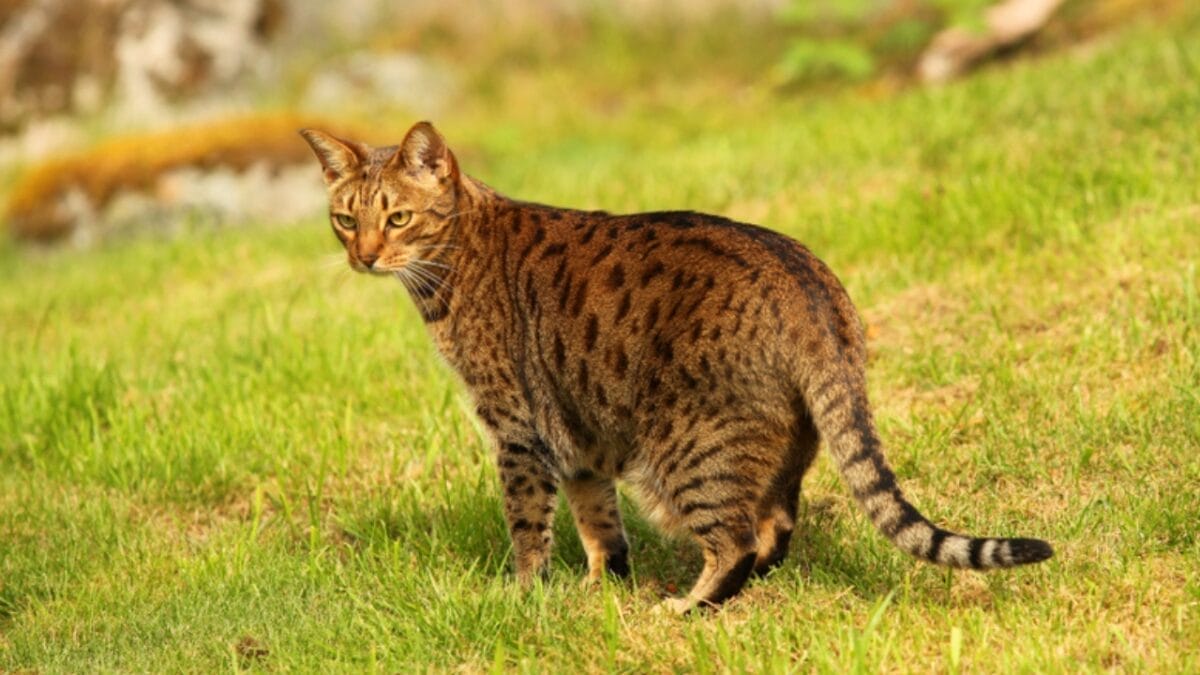 15 Adorable Tabby Cat Breeds to Bring Home Today 8 15 Adorable Tabby Cat Breeds to Bring Home Today - ocicat cat ss1039055575