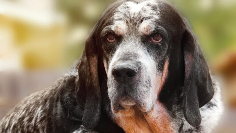 9 Dog Breeds That Once Roamed Earth But Now Are No Longer With Us - old bluetick dog skin fold ss192929357
