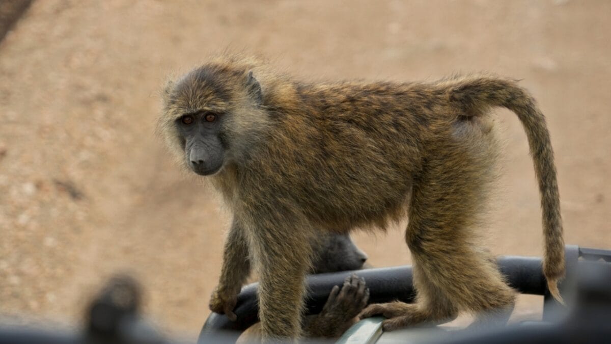 The 10 Largest Monkeys in the World 3 The 10 Largest Monkeys in the World - olive baboon monkey ss2459722179