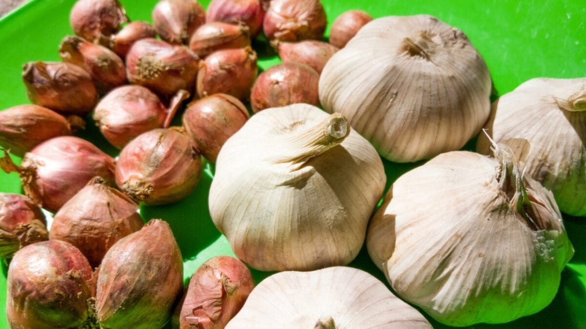 9 Foods that Could Land Your Cat in the ER 3 9 Foods that Could Land Your Cat in the ER - onions and garlic dp673044104 1