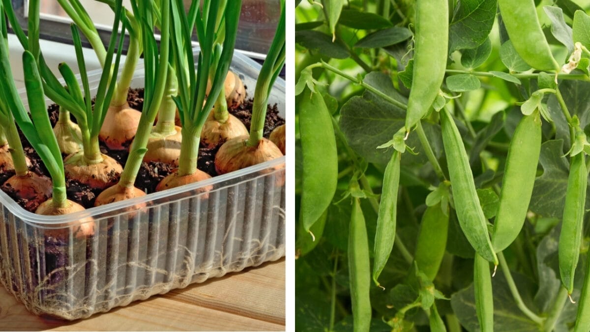 11 Plants You Should Never Grow Together - onions and peas dp361712848 82381694 2