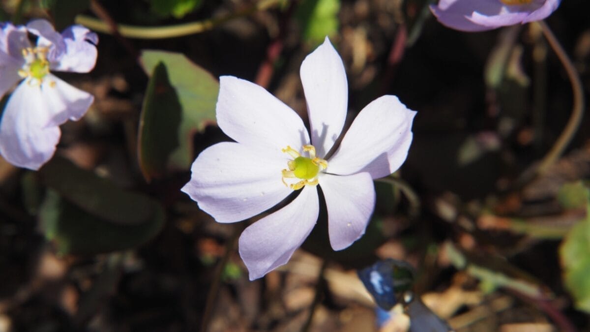 5 Reasons Why You Should Plant Twinleaf in Your Garden 8 5 Reasons Why You Should Plant Twinleaf in Your Garden - open twin leaf ss1090050764