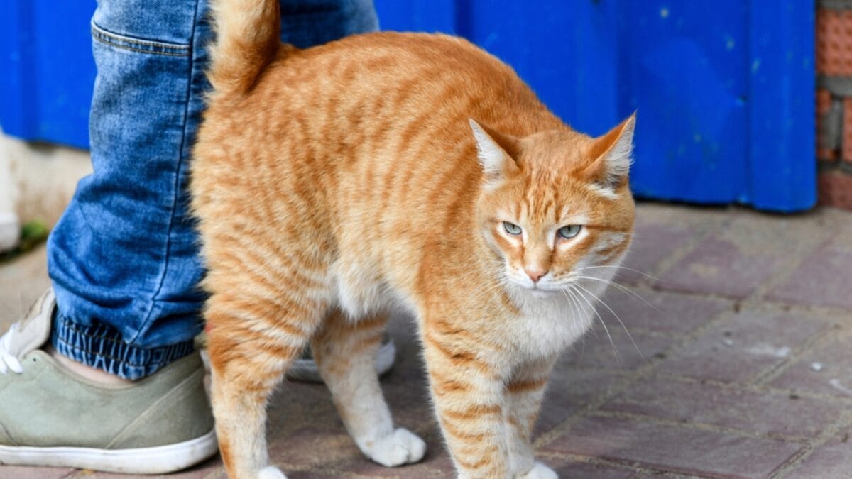 12 Subtle Ways Cats Show Their Love That We Often Overlook - orange cat dp307945344