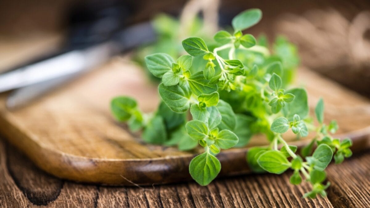 The Herbs I Stopped Using After My Chickens Got Sick 2 The Herbs I Stopped Using After My Chickens Got Sick - oregano leaves dp105586988