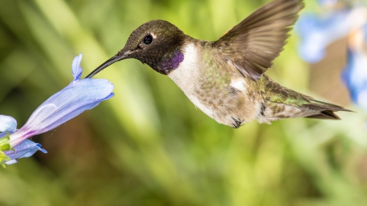 Where to Find the Most Spectacular Hummingbirds in the U.S.: 15 Hotspots 9 Where to Find the Most Spectacular Hummingbirds in the U.S.: 15 Hotspots - oregon black chinned hummingbird ss2320221243