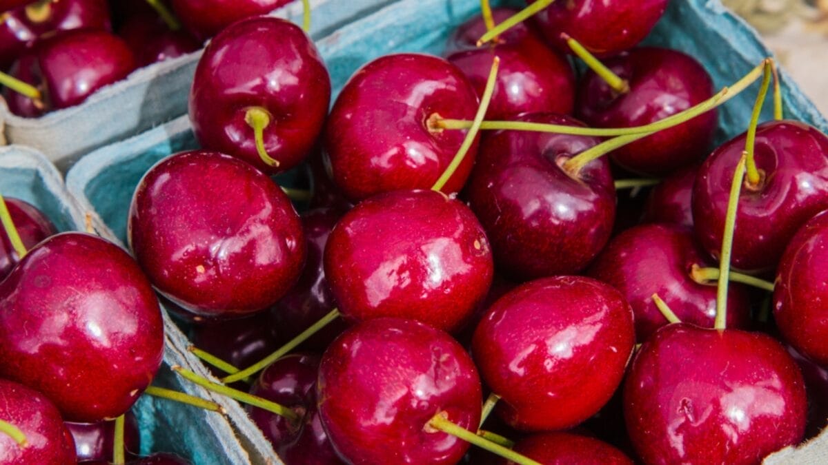 The Top 10 Cherry-Producing States in the U.S. 4 The Top 10 Cherry-Producing States in the U.S. - oregon cherry ss438875086