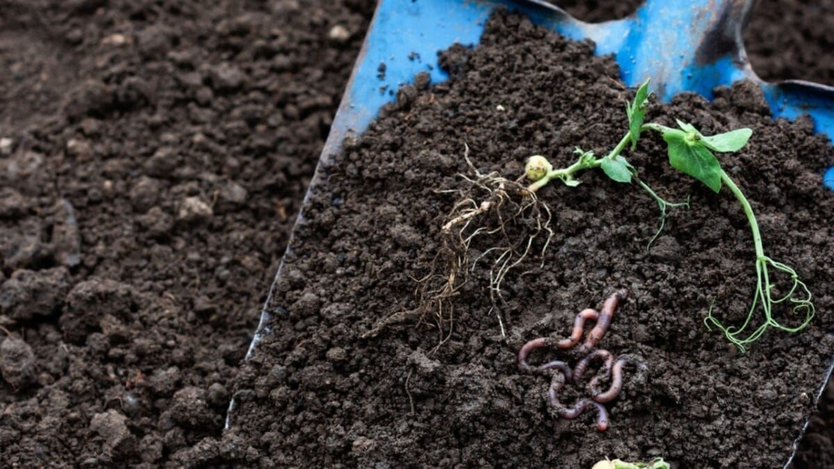 10 Strategies for Building a Water-Saving Drought-Proof Garden 9 10 Strategies for Building a Water-Saving Drought-Proof Garden - organic fertilizer ss2149152017