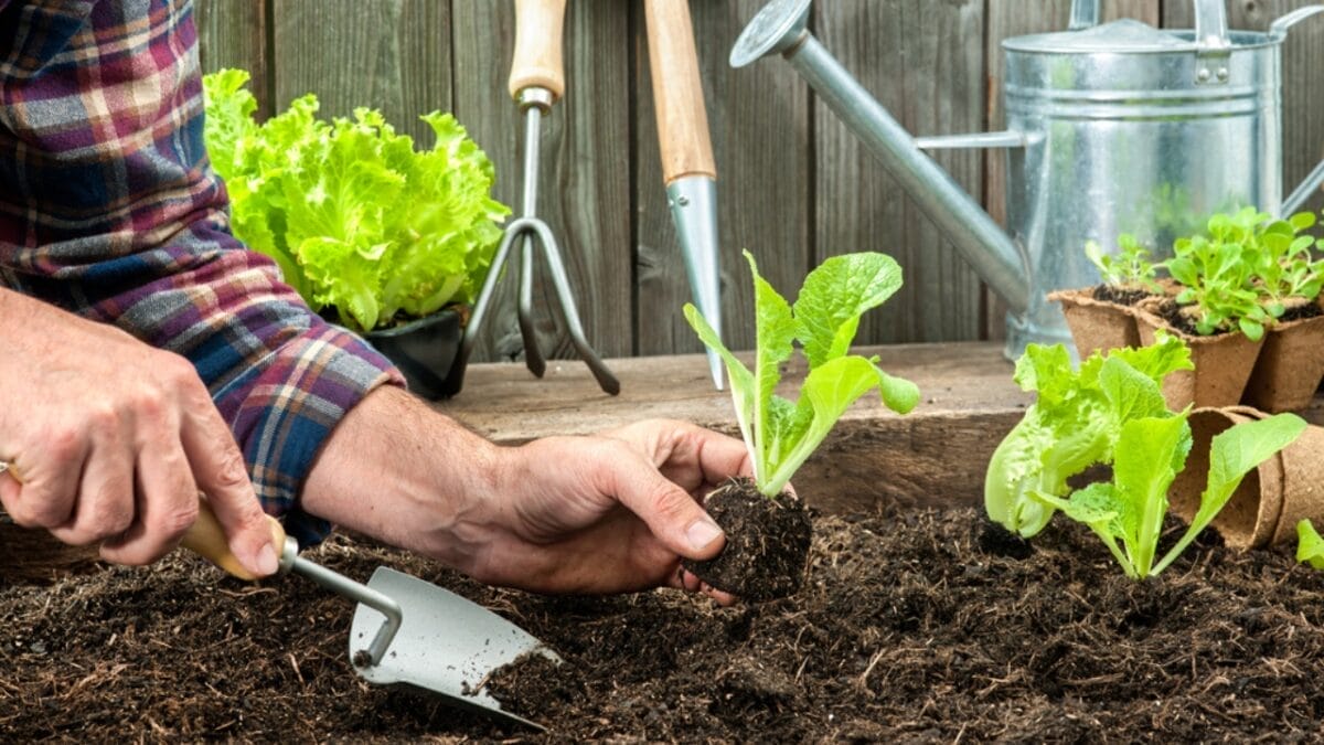 21 Lost Pioneer Skills That Few People Know Today - organic garden ss217150903