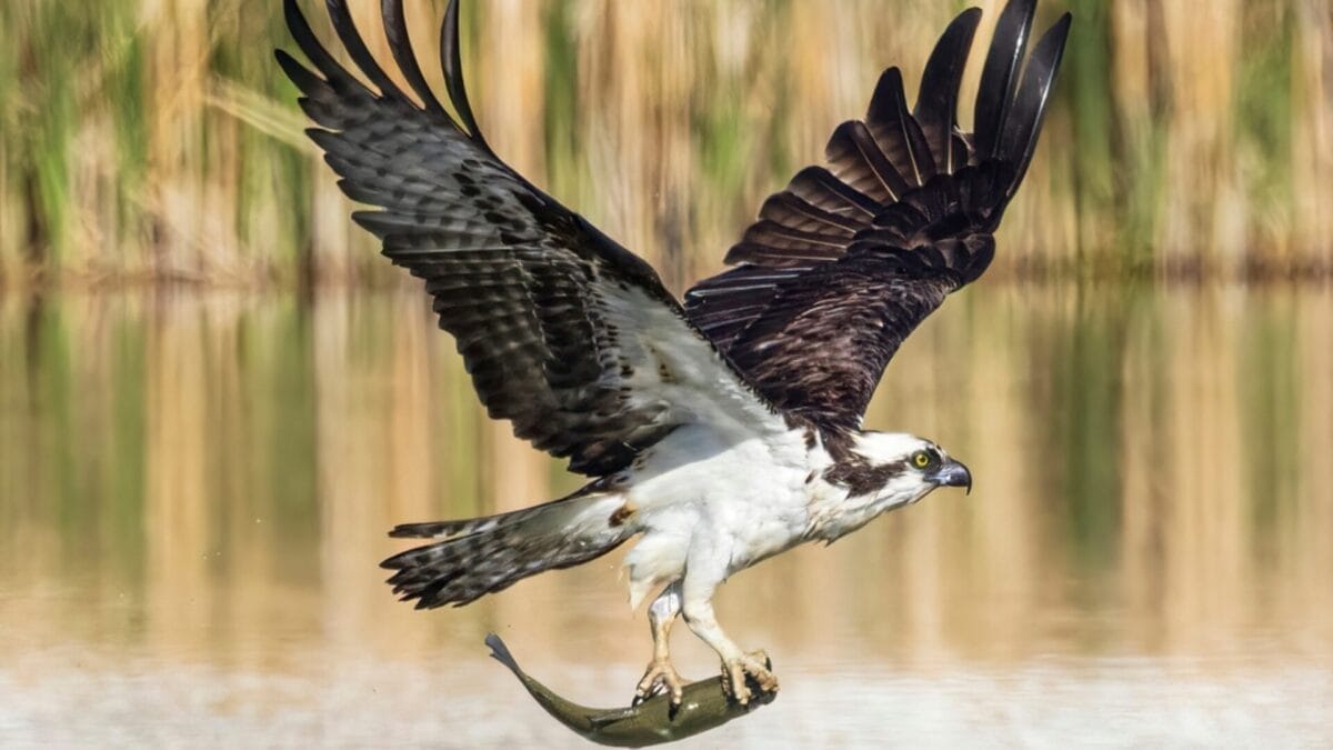 12 Unusual Birds with White Colored Heads & How to Tell Them Apart - osprey ss2163209765