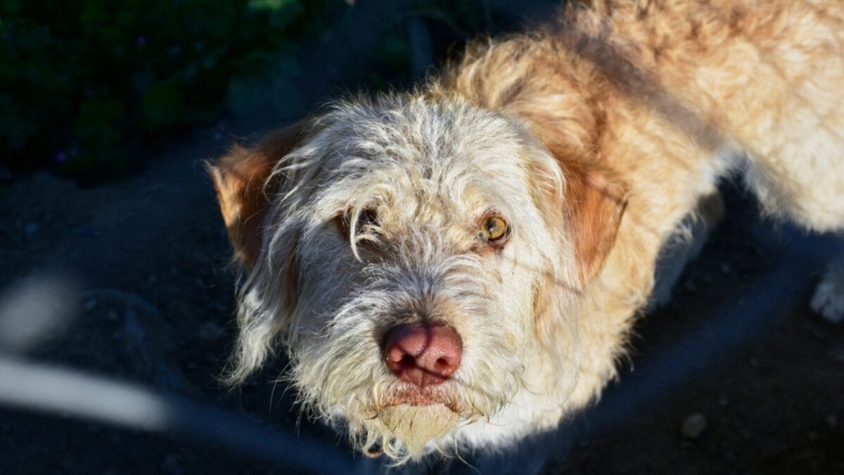 Whether You Have an Otterhound or Not, These 10 Tips Will Keep Water-Loving Dogs Happy 9 Whether You Have an Otterhound or Not, These 10 Tips Will Keep Water-Loving Dogs Happy - otterhound clean ss1977576530