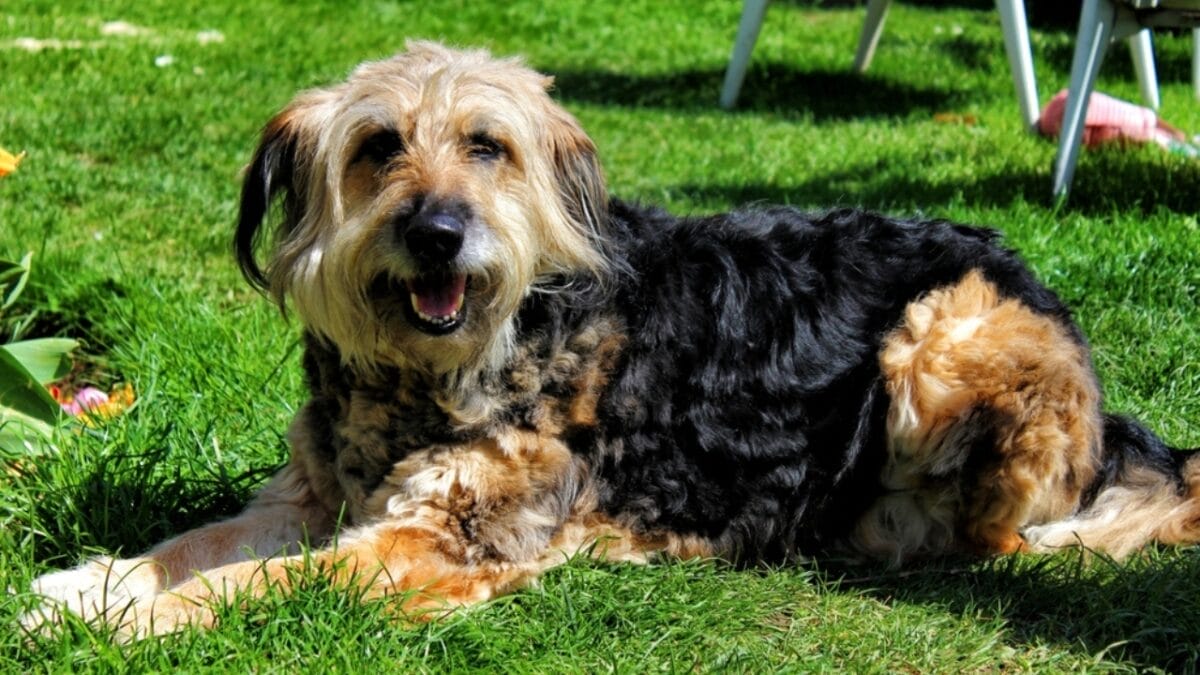 Whether You Have an Otterhound or Not, These 10 Tips Will Keep Water-Loving Dogs Happy 6 Whether You Have an Otterhound or Not, These 10 Tips Will Keep Water-Loving Dogs Happy - otterhound ss2153229475