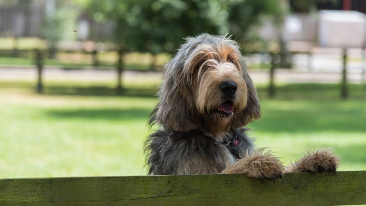31 Endangered Dog Breeds at Risk of Disappearing 23 31 Endangered Dog Breeds at Risk of Disappearing - otterhound ss682069633