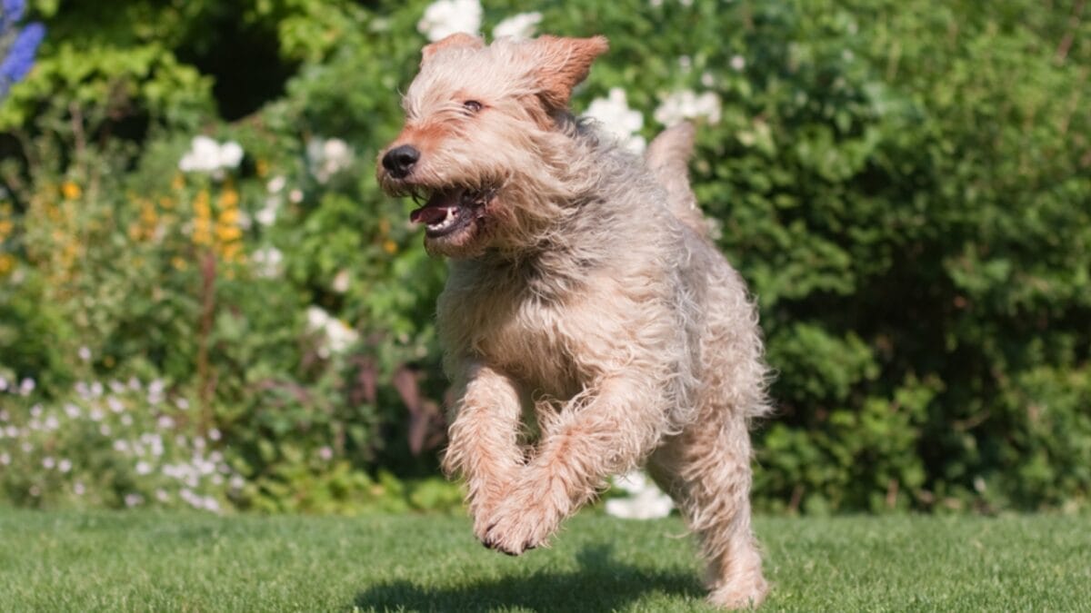 Whether You Have an Otterhound or Not, These 10 Tips Will Keep Water-Loving Dogs Happy 7 Whether You Have an Otterhound or Not, These 10 Tips Will Keep Water-Loving Dogs Happy - otterhound training ss67310236