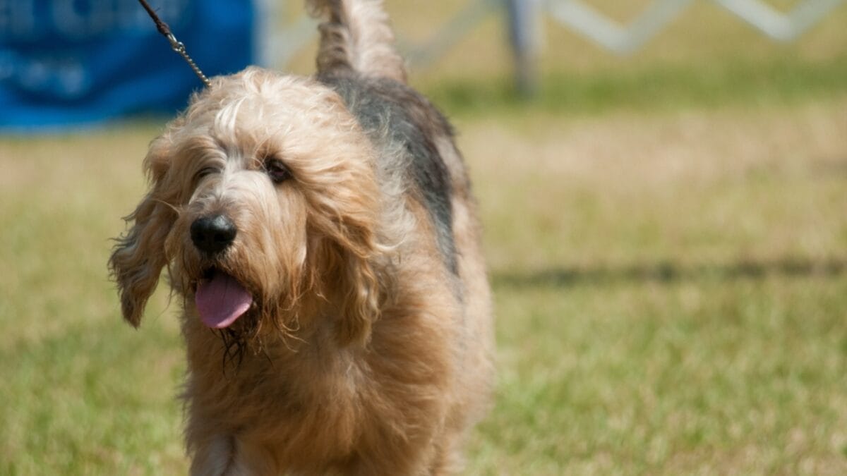 Whether You Have an Otterhound or Not, These 10 Tips Will Keep Water-Loving Dogs Happy 3 Whether You Have an Otterhound or Not, These 10 Tips Will Keep Water-Loving Dogs Happy - otterhound walking ss2291545505