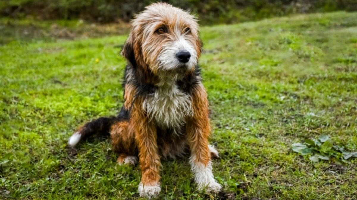 14 Dog Breeds That Can't Resist a Good Swim 11 14 Dog Breeds That Can't Resist a Good Swim - otterhound water ss2412700295