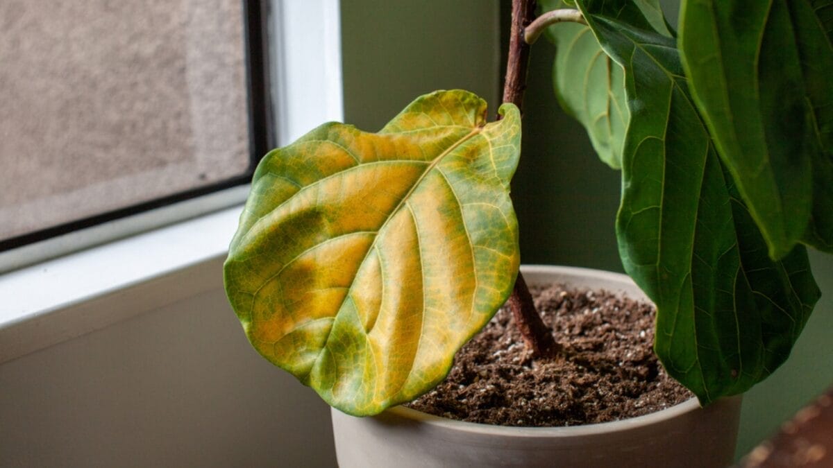 Top 10 Gardening Mistakes Beginners Must Avoid - overwatering plants ss1929471170