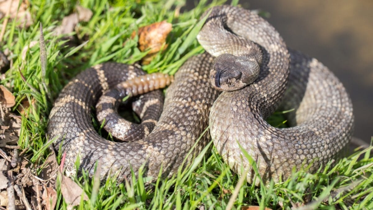 30 Rattlesnake Species from Around the Globe: Majority in U.S. 9 30 Rattlesnake Species from Around the Globe: Majority in U.S. - pacific rattlesnake dp103737382