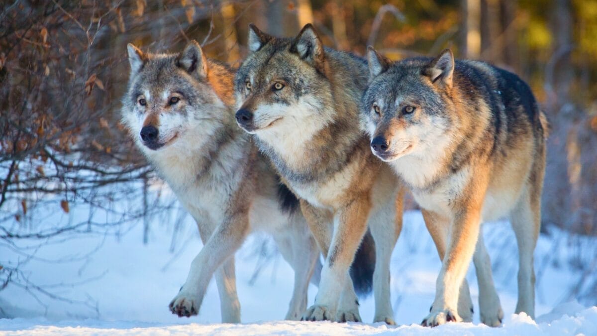 6 Predators That Can Hunt Wolves - pack of wolves ss299796383