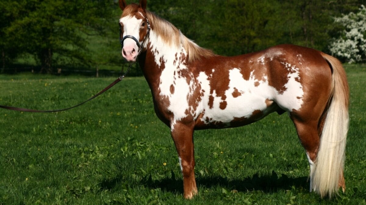 The 15 Most Desired Horse Breeds for Those Who Love to Ride - paint horse ss2374412283