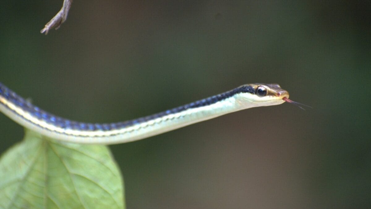 20 of the Most Colorful Snakes You'll Ever See 15 20 of the Most Colorful Snakes You'll Ever See - painted bronzeback ss2354346565 1