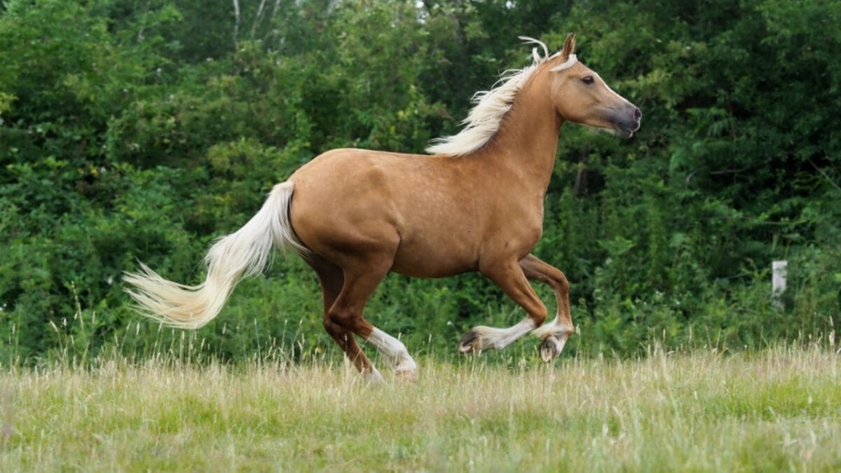The Most Beautiful & Rare Horse Colors in the World 8 The Most Beautiful & Rare Horse Colors in the World - palomino horse running dp461099420