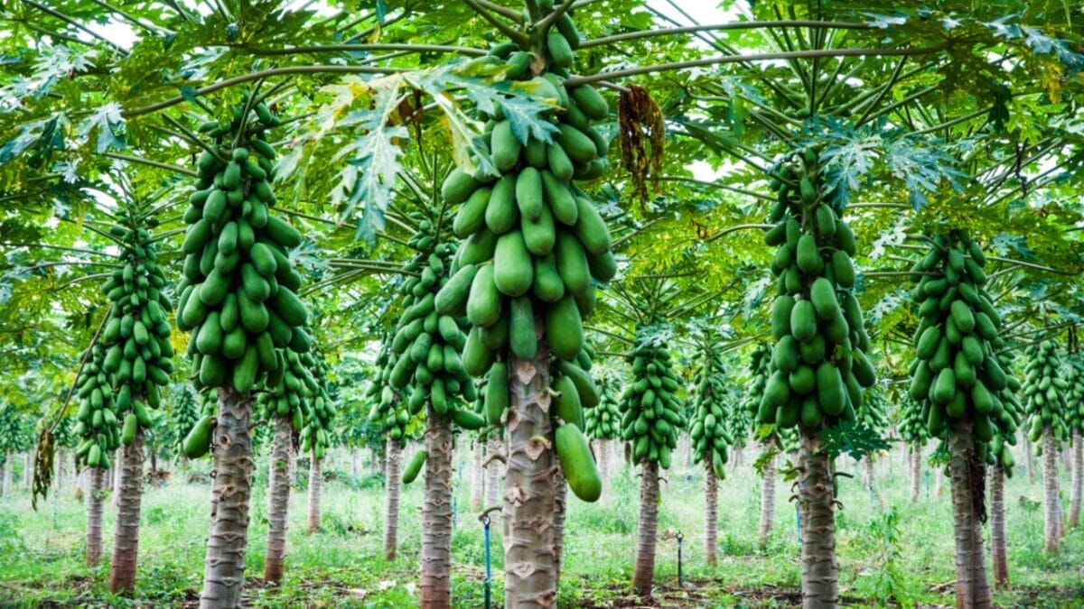 EWG’s 2024 Fruit & Veggie Dirty Dozen (Highest in Pesticides) & Clean 15 Lists - papaya tree dp44342939