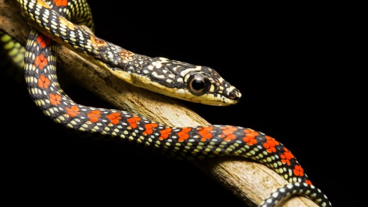10 Weird Snakes That Make You Question What’s Possible in Nature 3 10 Weird Snakes That Make You Question What’s Possible in Nature - paradise flying snake ss728726713