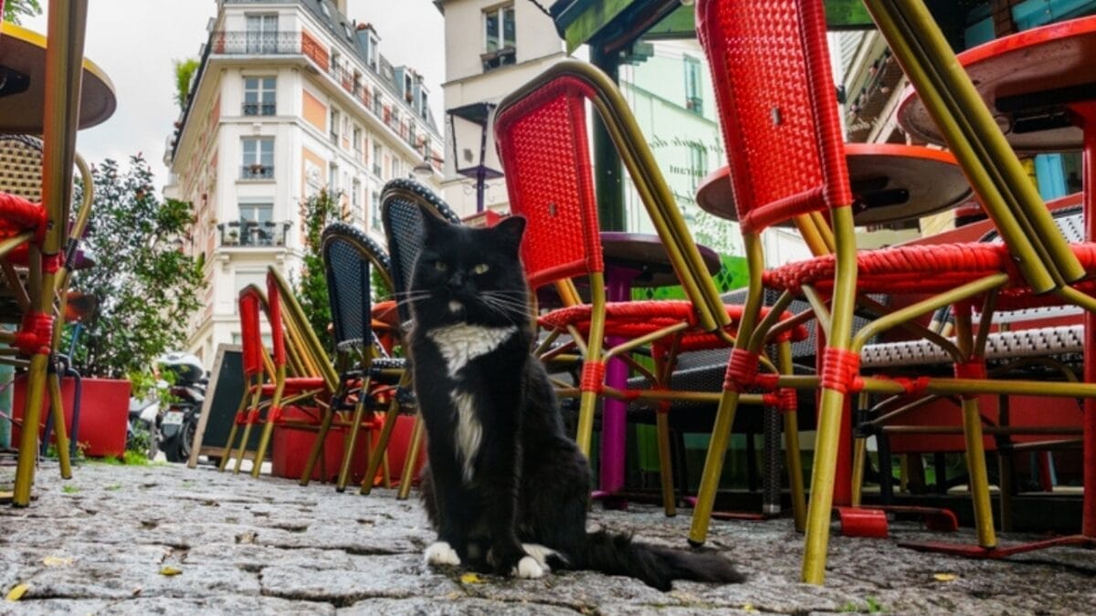10 Cat-Friendly Cities Around the World 5 10 Cat-Friendly Cities Around the World - paris cat ss2348127307