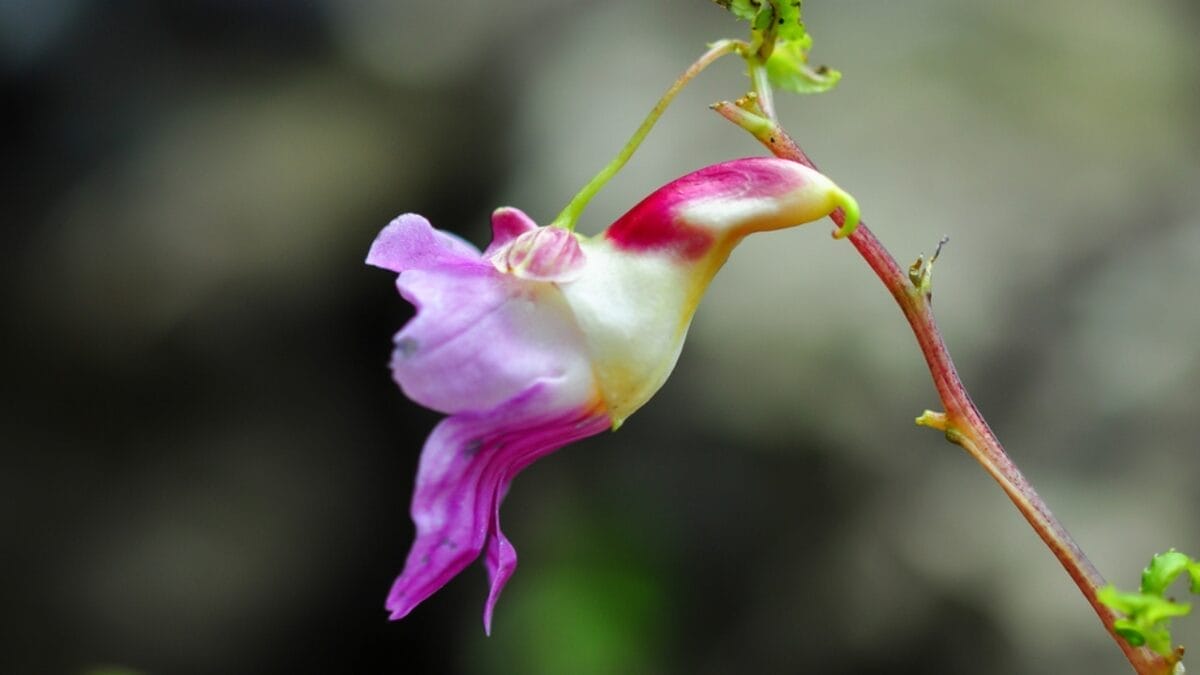 15 Bizarre Plants That Look Like They Belong in a Zoo 10 15 Bizarre Plants That Look Like They Belong in a Zoo - parrot flower ss221802004