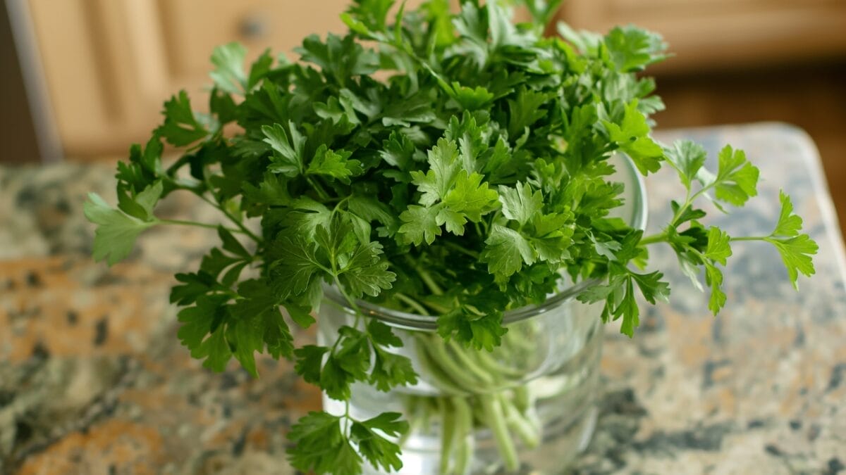 10 Herbs You Can Cultivate in Water Indoors — All Year Round 8 10 Herbs You Can Cultivate in Water Indoors — All Year Round - parsley ai