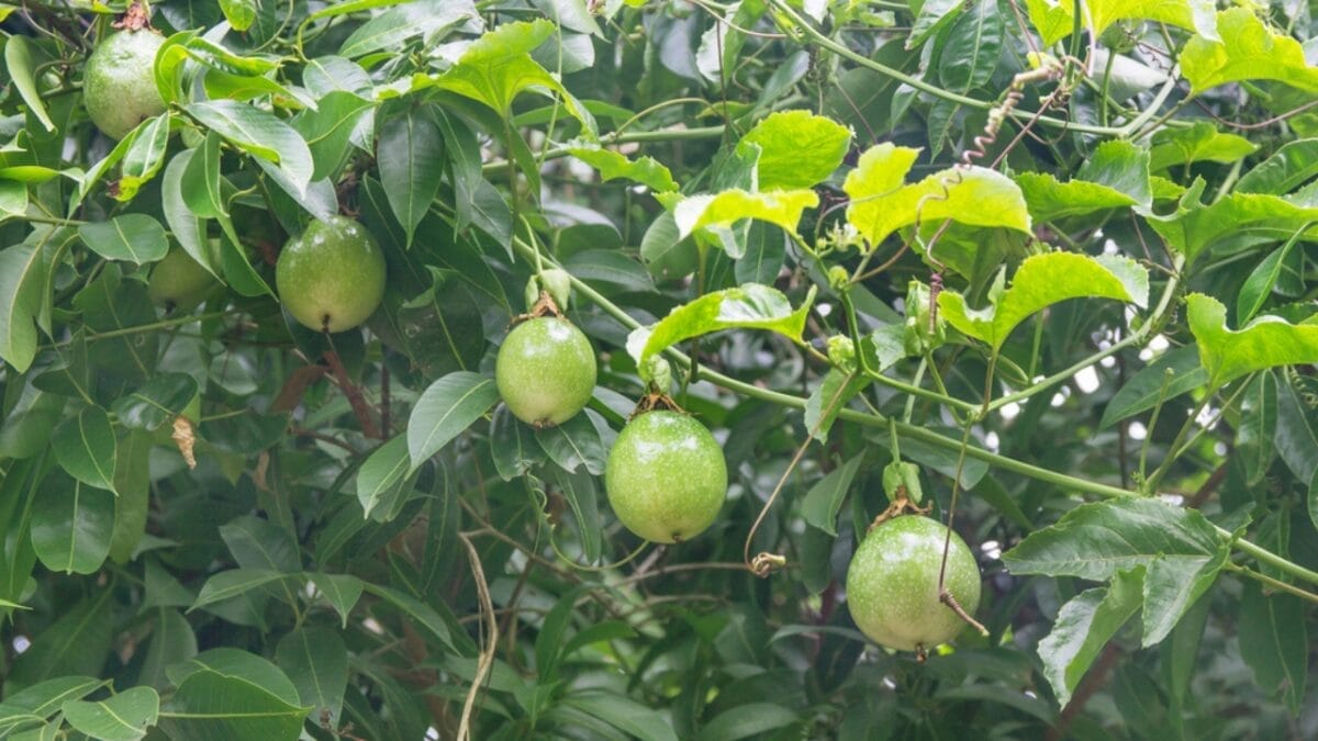 16 Fast Growing Fruit Trees for Impatient Gardeners 17 16 Fast Growing Fruit Trees for Impatient Gardeners - passion fruit vine dp116337570