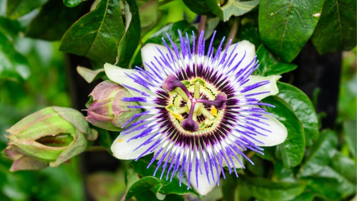 15 Medicinal Plants to Grow at Home for Everyday Use - passionflower ss1486124315