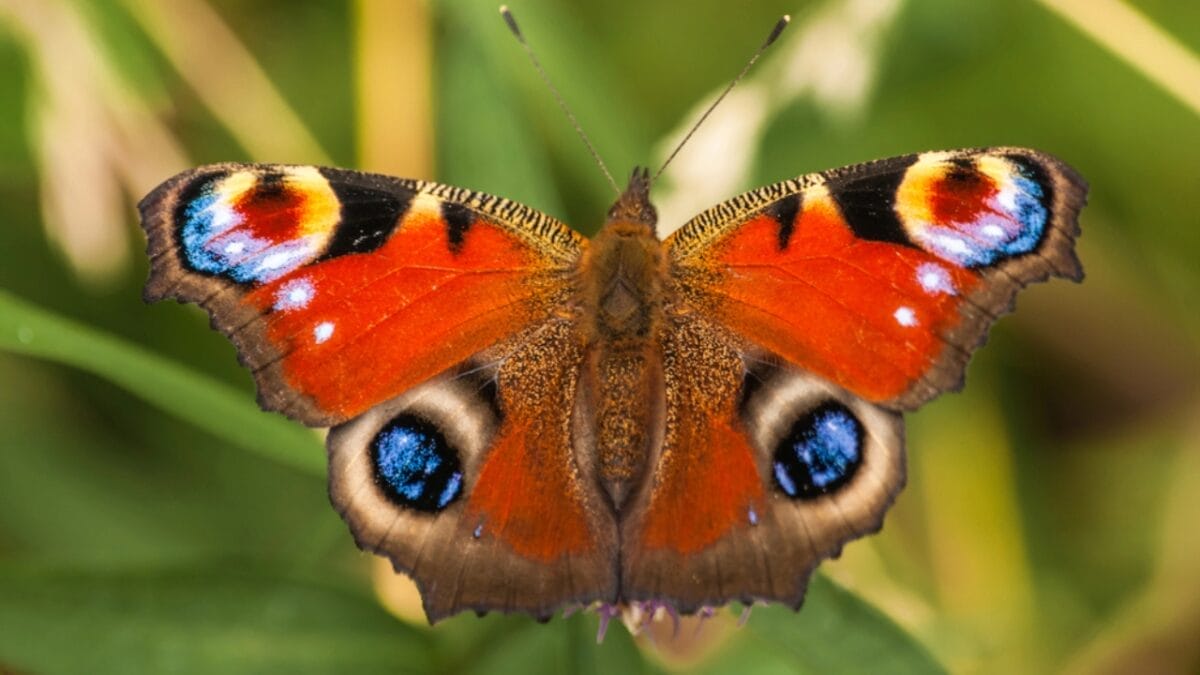 15 of the World's Most Enchanting & Vibrant Butterflies 7 15 of the World's Most Enchanting & Vibrant Butterflies - pea cock butterfly dp30408837