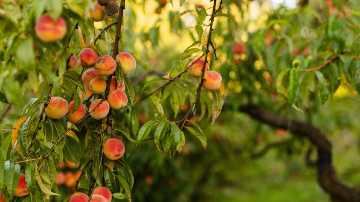 16 Fast Growing Fruit Trees for Impatient Gardeners 2 16 Fast Growing Fruit Trees for Impatient Gardeners - peach tree dp674074132