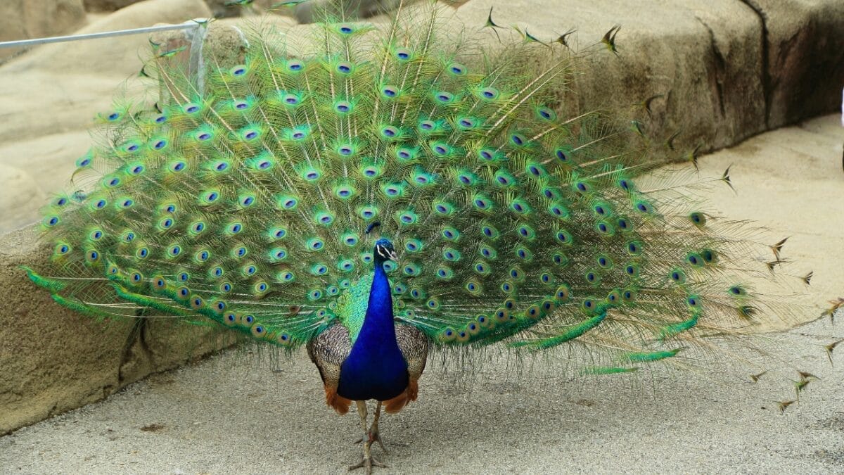 12 of the Most Beautiful Animals in the World - peacock ss140731792