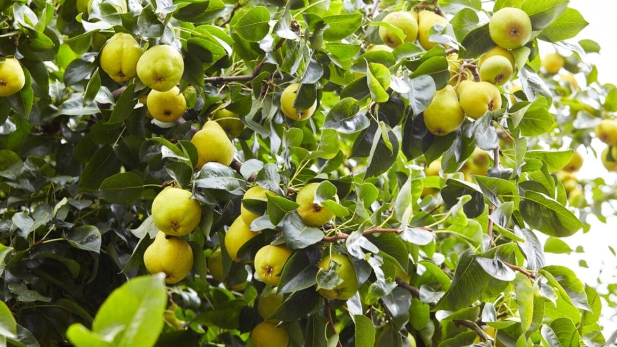 16 Fast Growing Fruit Trees for Impatient Gardeners 11 16 Fast Growing Fruit Trees for Impatient Gardeners - pear tree dp239709926